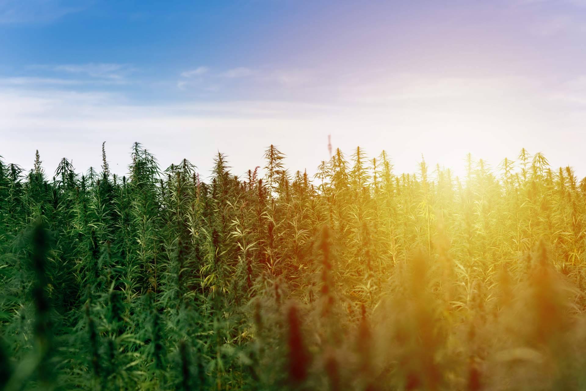 Abonos orgánicos de Fertihouse para el cultivo de cannabis